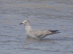 Leucophaeus modestus