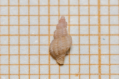 Cyrillia linearis