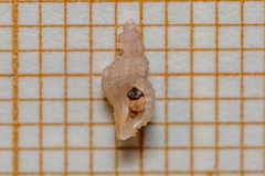 Cyrillia linearis