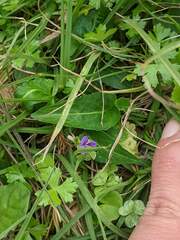 Viola inconspicua nagasakiensis