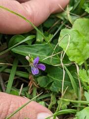 Viola inconspicua nagasakiensis