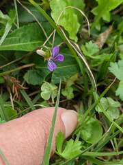 Viola inconspicua nagasakiensis
