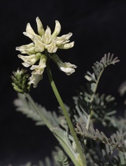 Astragalus curtipes