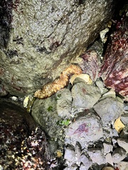 Apostichopus californicus