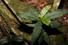 Myrsine subsessilis