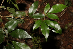 Pseudoweinmannia lachnocarpa