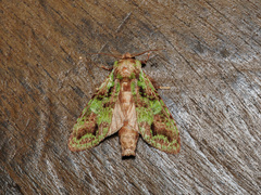 Oxoia smaragdiplena