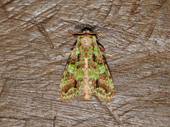 Oxoia smaragdiplena