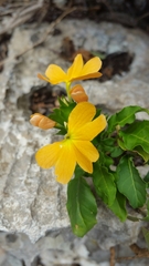 Crossandra rupestris