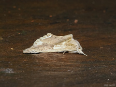 Saliocleta lativitta