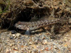 Gobius couchi