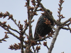 Sturnus vulgaris