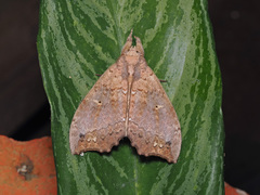 Gangarides vardena