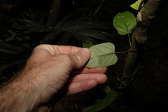 Leichhardtia longiloba