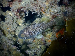 Vincentia novaehollandiae