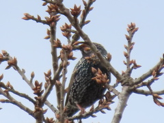 Sturnus vulgaris