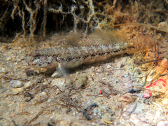 Gobius couchi