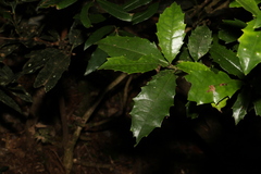 Polyosma cunninghamii