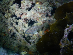Vincentia novaehollandiae