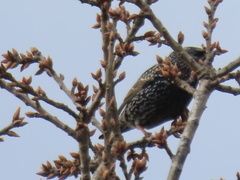 Sturnus vulgaris