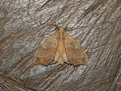 Gangarides vardena