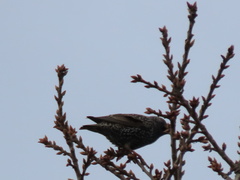 Sturnus vulgaris