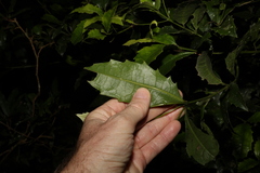 Polyosma cunninghamii