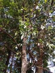 Eucalyptus carnea