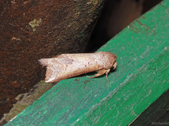 Disparia sundana