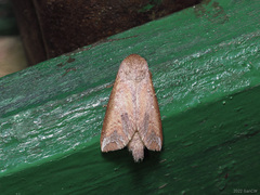 Disparia sundana