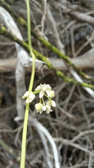 Cynanchum implicatum