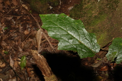 Solanum inaequilaterum