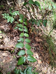 Psydrax lamprophylla