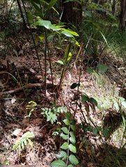 Psydrax lamprophylla