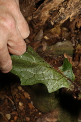 Solanum inaequilaterum