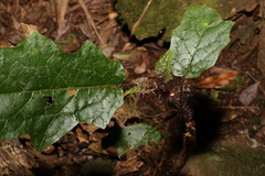 Solanum inaequilaterum