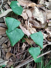 Echinostephia aculeata