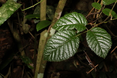 Rubus moorei
