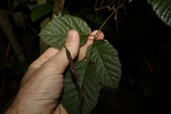 Rubus moorei