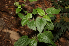 Urtica incisa
