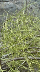 Cynanchum implicatum