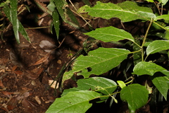 Solanum inaequilaterum