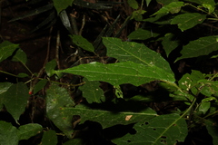 Solanum inaequilaterum