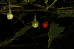 Solanum inaequilaterum