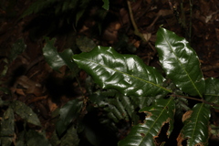 Mischocarpus australis