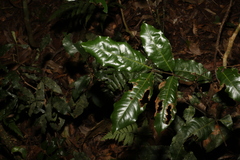 Mischocarpus australis