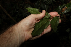 Mischocarpus australis