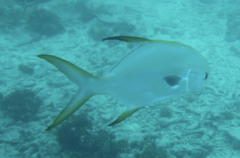 Trachinotus blochii