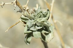 Ophiomyia atriplicis