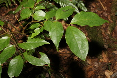 Archidendron grandiflorum